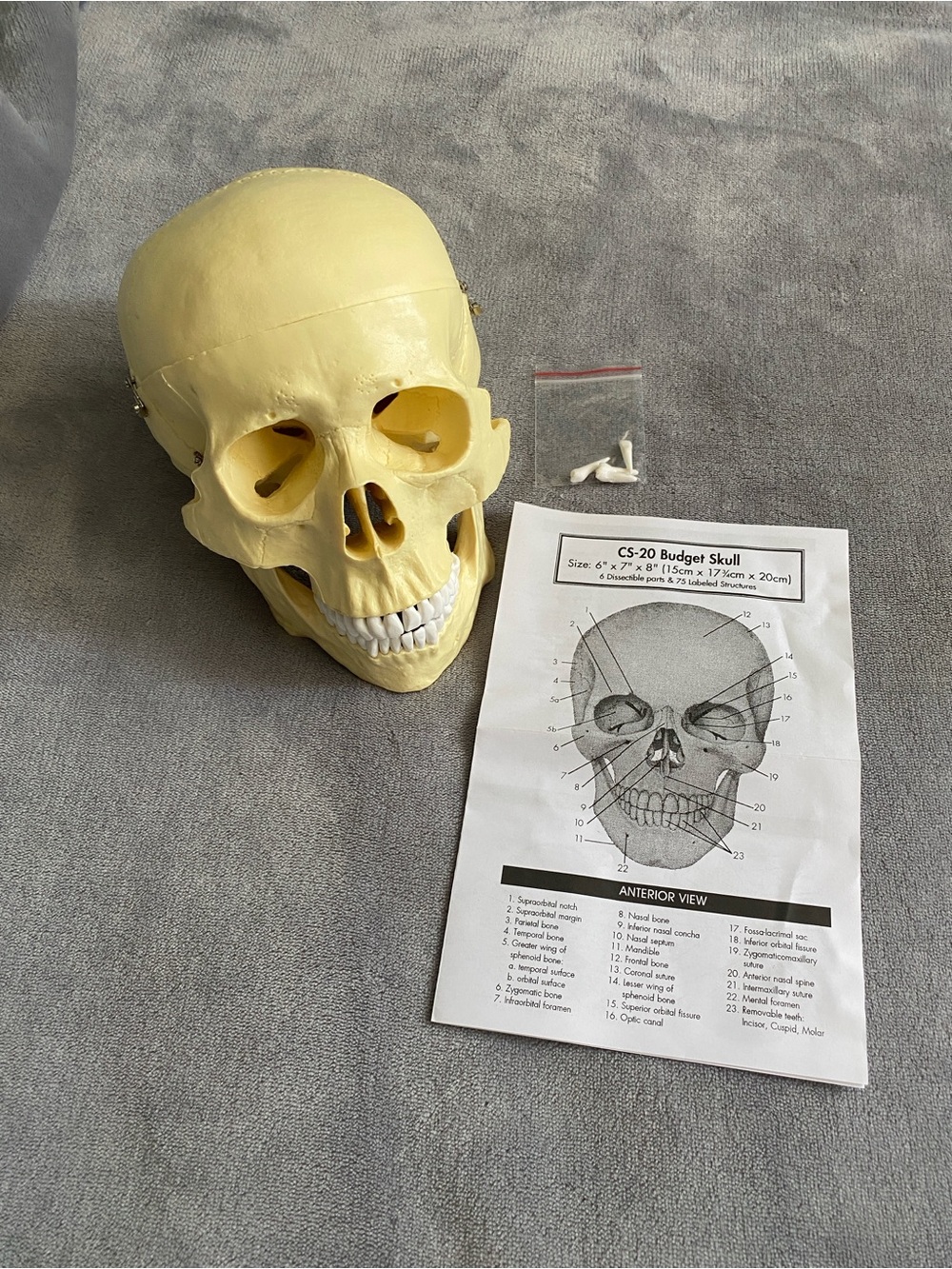 C-20 Budget Anatomical Human Skull Model with Removable Jaw & Cap